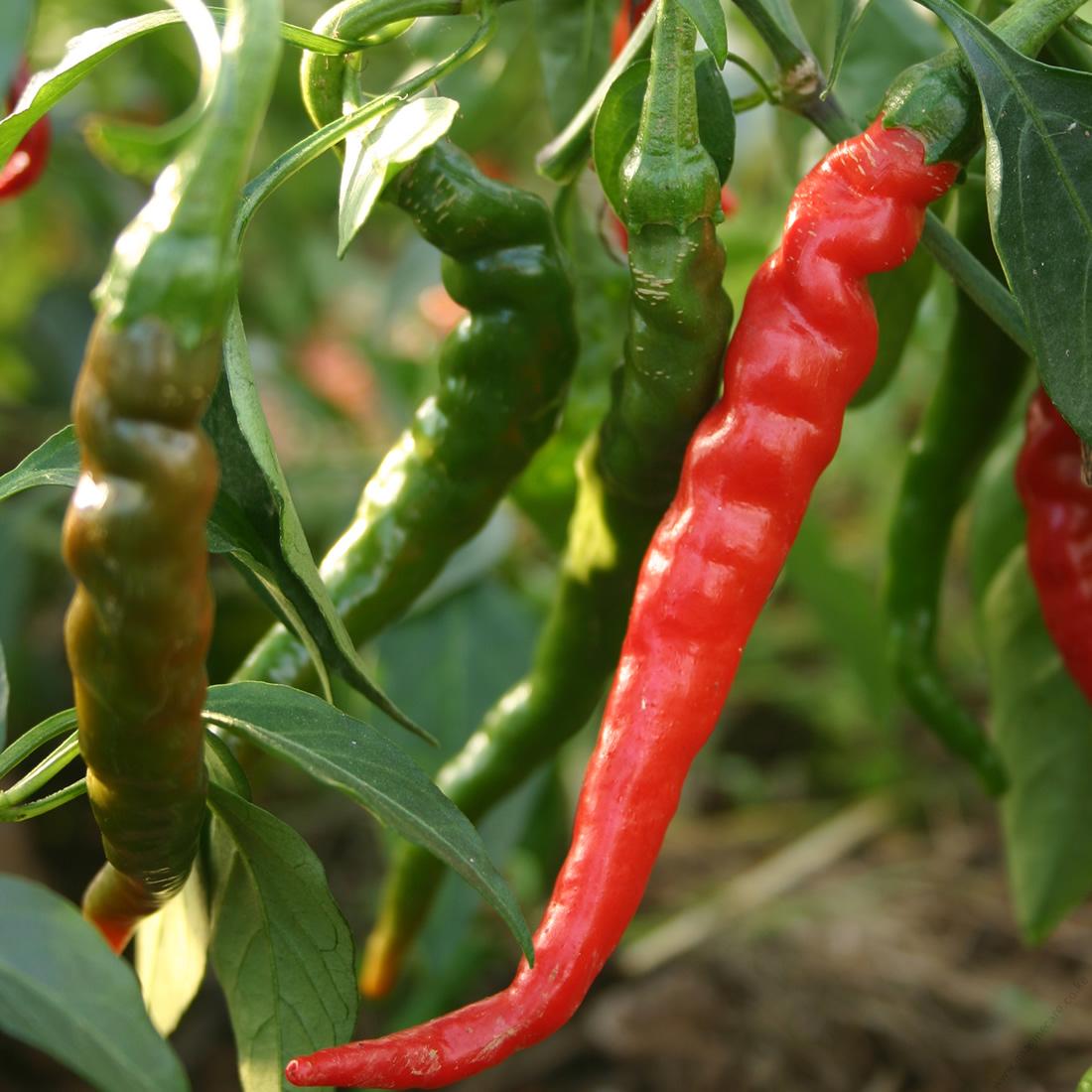 .Bird Eye Chili per seedling