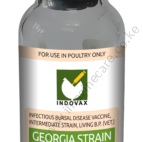 4.GEORGIA-STRAIN-143x300