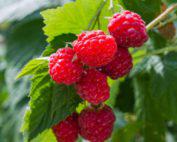 Berry-Raspberry Red Seedlings