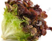 Lettuce red leaf Seedling Per Seedling