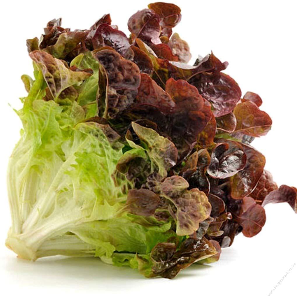 Lettuce red leaf Seedling Per Seedling
