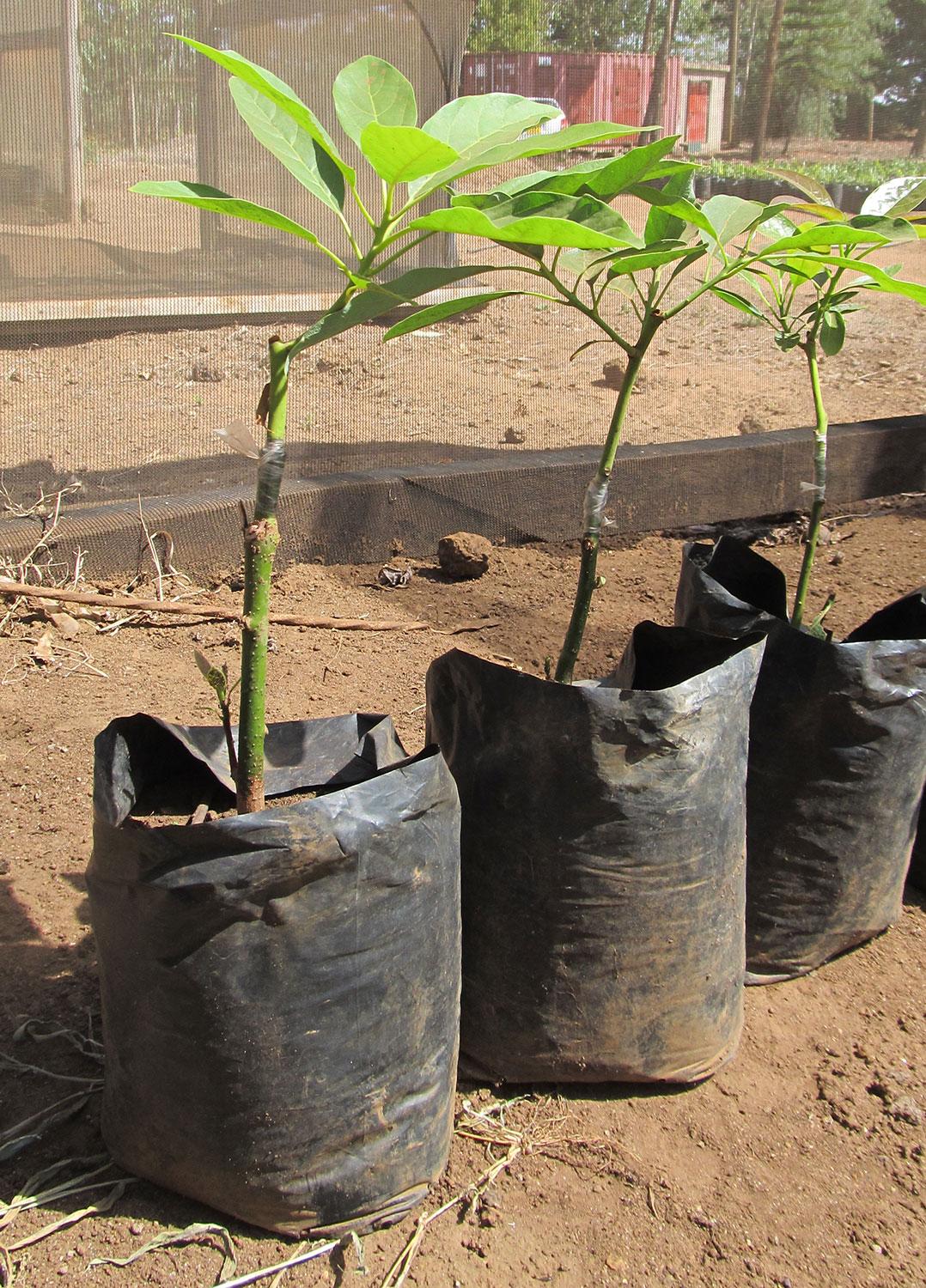 Avocado Hass Grafted Seedling Per Seedling