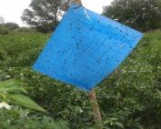 Data Trap Blue (Sticky Trap) pack of 25