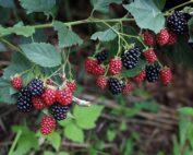 Berry-Black Berry Seedling Per Seedling