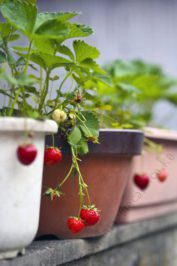 Berry - Strawberry Seedling Per Seedling