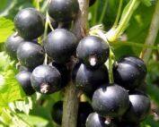 Berry -Wine Berry Seedling Per Seedling