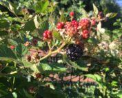Berry- Blackberries Semi Erectile Seedling Per Seedling