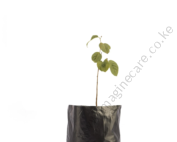 Custard Apple Seedling