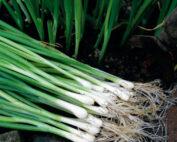 Spring onions also called Scallions or Green and Bunching Onions are very easy to grow both for subsistent and commercial purposes and consumers like them because they can be used in variety of recipes as seasoning in soups and salads hence their other name- Salad Onions. This variety of onions are non-bulbing grown from seeds. It is an early and highly productive onion grown for stems rather bulbs with attractive tasty dark green leaves. The journey of spring onions begins from the nursery and later transplanted in the field for good establishment.