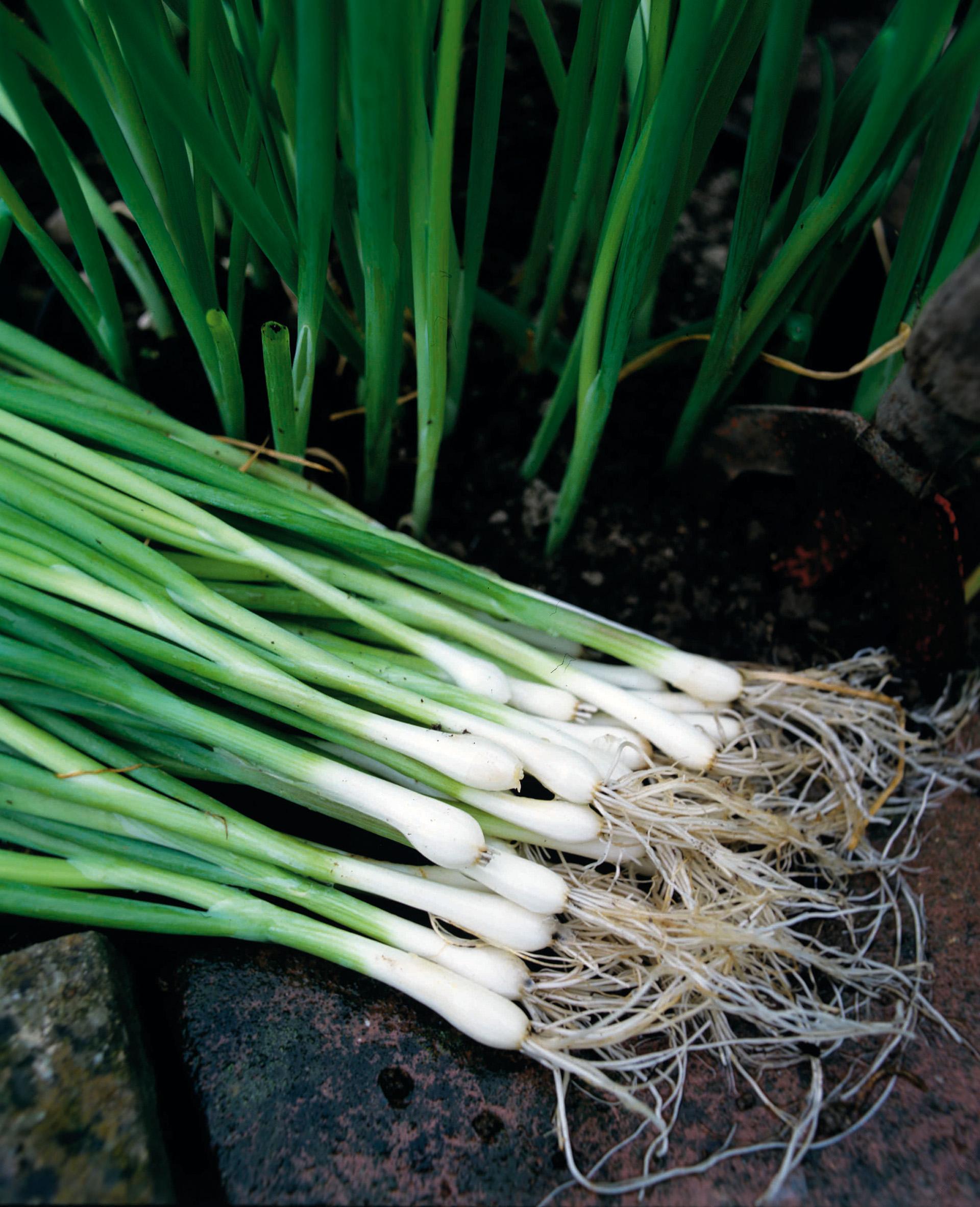Spring onions also called Scallions or Green and Bunching Onions are very easy to grow both for subsistent and commercial purposes and consumers like them because they can be used in variety of recipes as seasoning in soups and salads hence their other name- Salad Onions. This variety of onions are non-bulbing grown from seeds. It is an early and highly productive onion grown for stems rather bulbs with attractive tasty dark green leaves. The journey of spring onions begins from the nursery and later transplanted in the field for good establishment.