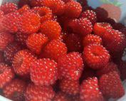 Berry-Raspberry Red Seedlings