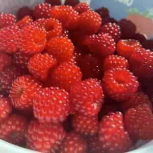 Berry-Raspberry Red Seedlings