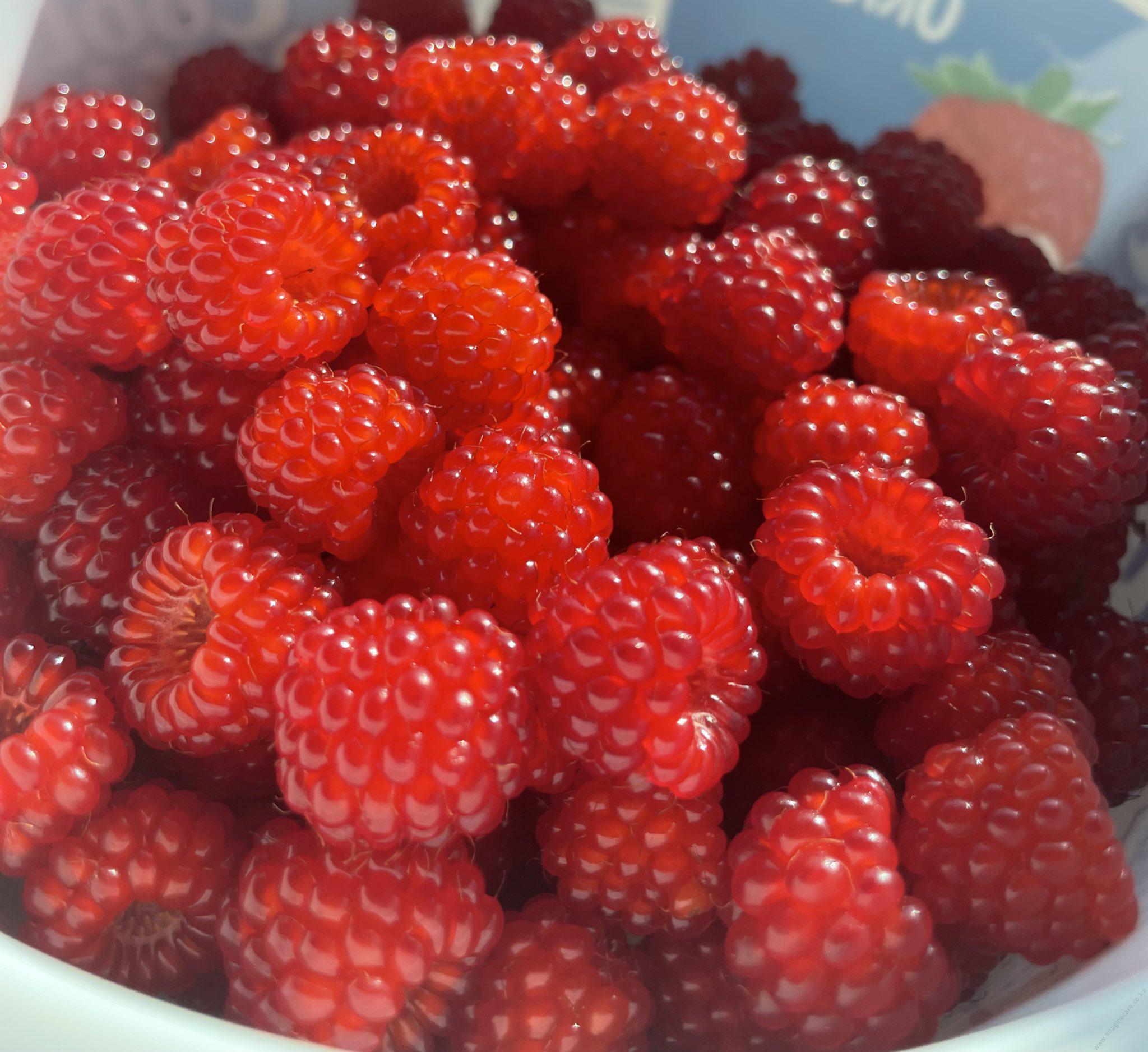 Berry-Raspberry Red Seedlings
