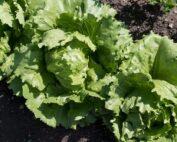 Lettuce Iceberg Seedling Per Seedling