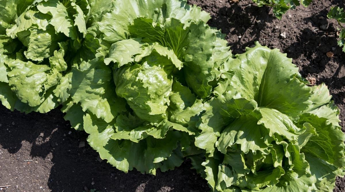 Lettuce Iceberg Seedling Per Seedling