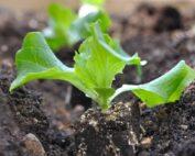 Lettuce Loose Seedling Per Seedling