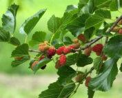 Berry-Mulberry Seedling Per Seedling
