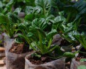 Mustard Spinach Seedling Per Seedling