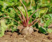 Beetroot Seedling Per Seedling
