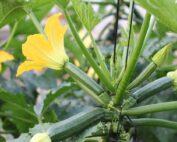 Courgette Seedling Per Seedling