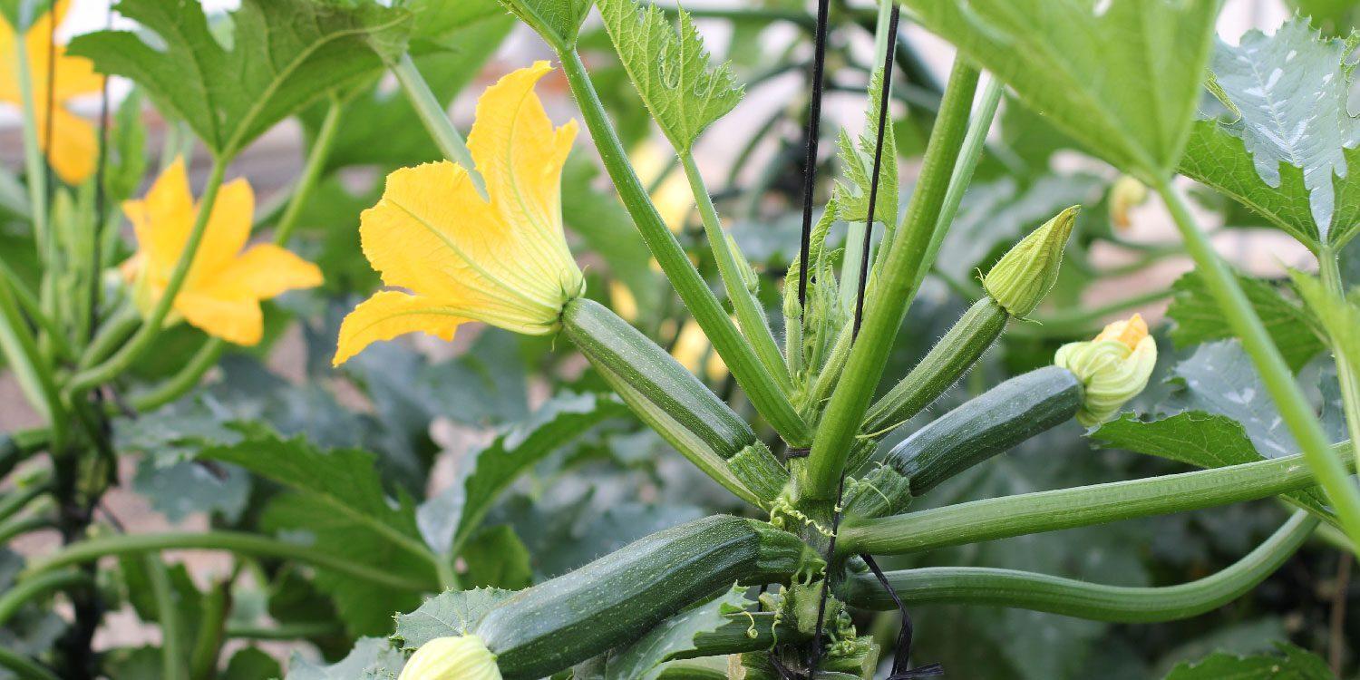Courgette Seedling Per Seedling