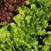 Lettuce red leaf