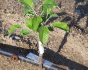 Apple Grafting Seedlings Per Seedling
