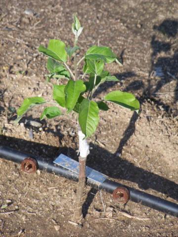 Apple Grafting Seedlings Per Seedling