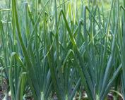 Onion –Bulb White Seedling Per Seedling