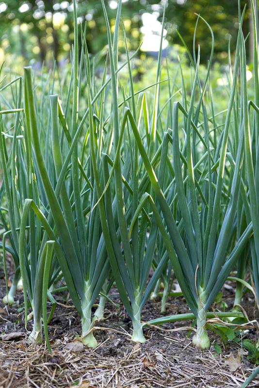 Onion –Bulb White Seedling Per Seedling