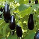 Eggplant/ Biringanya Seedling