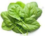 Spinach Baby Seedling Per Seedling
