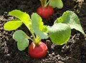 Radish Seedlings Per Seedling