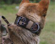 Tactical Dog Collar