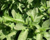 Managu/Suja(Blacknight Shade) Seedlings Per Seed