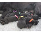 Puppy Identification Collars