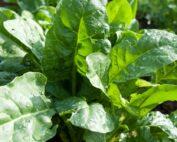 Spinach Seedling Per Seedling