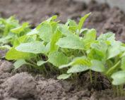 Turnip Seedlings Per Seedling