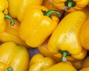 Capsicums/Hoho- Yellow Seedling Per Seedling