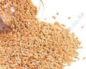 4FFHHwheat seeds