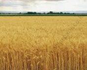5eeZ3wheat2