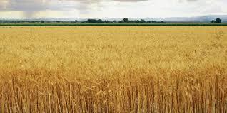5eeZ3wheat2