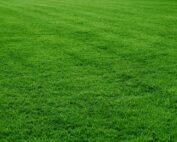8jynmKikuyu grass 1 (3)