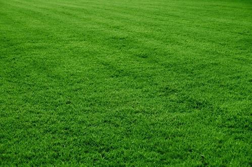 8jynmKikuyu grass 1 (3)