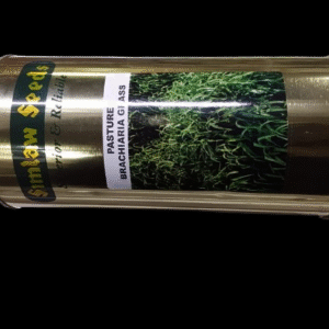 Bracharia Hybrid Grass