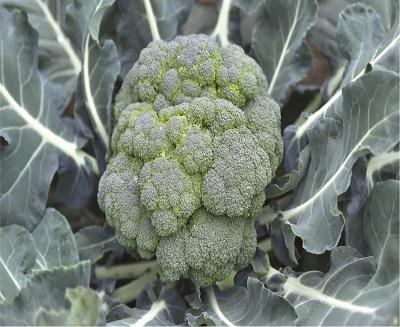 Broccoli_Calabrese3 (1)