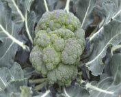 Broccoli_Calabrese3 (2)