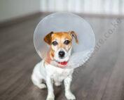 Elizabethan Collar Click 1pc