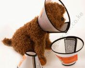 Elizabethan Collar