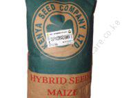 H 513 Maize Hybrid Seed 2kg